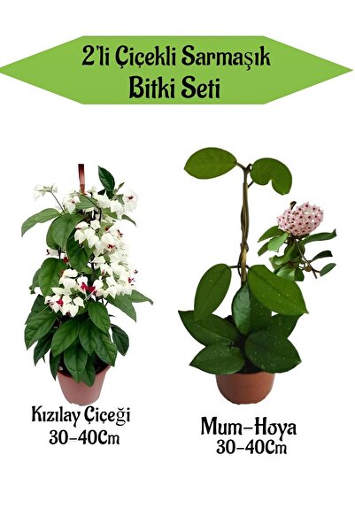 Nura Botanik 2'Li Set Kızılay Çiçeği+ Mum ( Hoya) Çiçeği