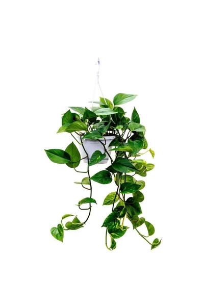 Nura Botanik Çok Avantajlı Salon Sarmaşığı Epipremnum Aureum Golden Pothos 25...