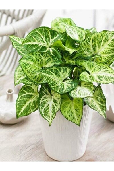 Bitkim Sende Çok Avantajlı Melek Kanadı Xl Iç Mekan Bitkisi (syngonium Podoph...