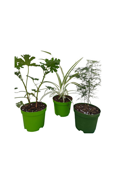 Nura Botanik 3'Lü Set Mini Itır+ Mini Kurdele+ Mini Tül (5-10 Cm) İç/ Dış Mek...