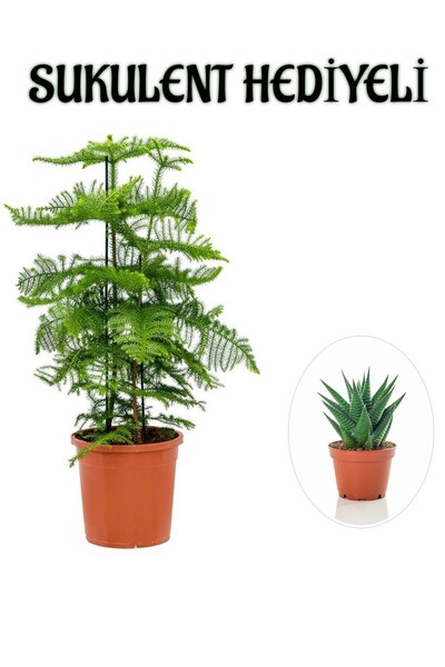 Nura Botanik İnce Yapraklı Salon Çamı Sevgililer Gününe Özel Sukulent HEDİYELİ