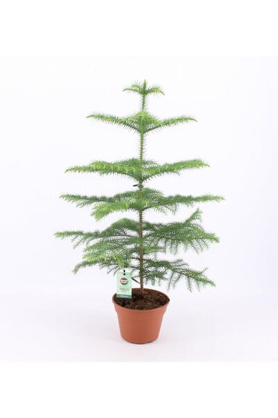 Gardenbox Çok Avantajlı Salon Çamı Arokarya Araucaria 60-80 Cm (ev Bitkisi Ofis Bitkisi Salon Bitkisi)
