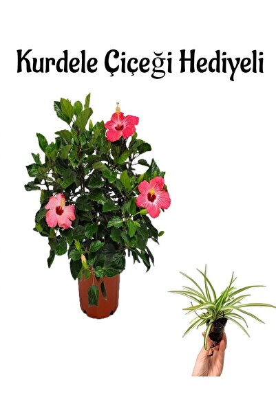 Gardenbox Kadınlar Gününe Özel Pembe Japon Gülü(HİBİSCUS ROSA) Kurdele Çiçeği...