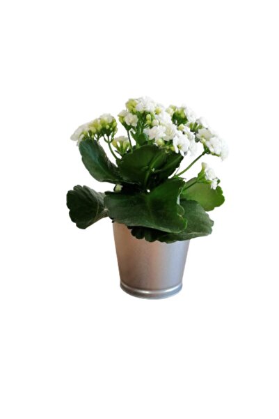 Nura Botanik Çok Avantajlı Kalanchoe - Kalanşo Çiçeği (beyaz Çiçekli)