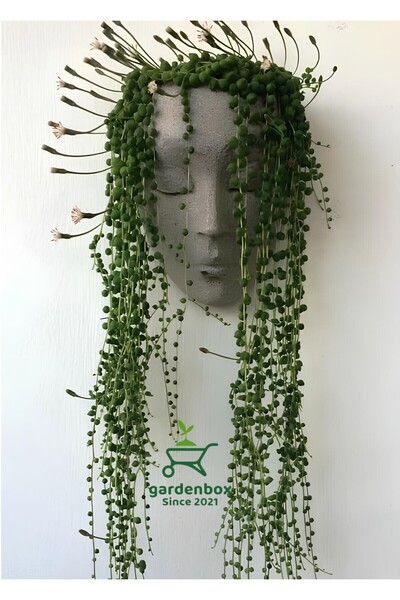 Nura Botanik Dekoratif İnci Tanesi Tespih Çiçeği 1 ADET Saksılı 20-30Cm