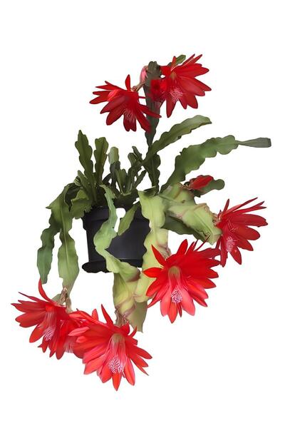 Nura Botanik Videolu Kırmızı Renk Yılbaşı Çiçeği Kaktüsü 1 Adet Saksılı/ Tüpl...