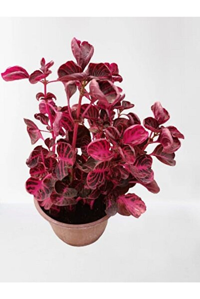 Gardenbox Iresine Herbstii -çingene Şalvarı Çiçeği Yaprak Güzeli Çiçeği Iç Me...