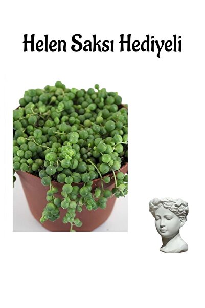 Gardenbox Kadınlar Gününe Özel Mor Telgraf- Kara Sevda Çiçeği Helen Saksı Hed...