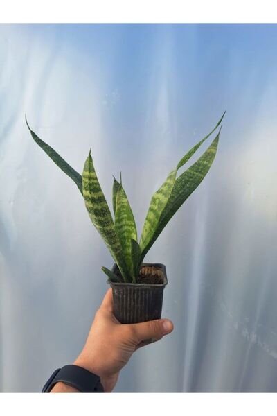 Gardenbox Videolu Paşa Kılıcı Peygamber Kılıcı Bitkisi 1 Adet Saksılı 15-30cm...