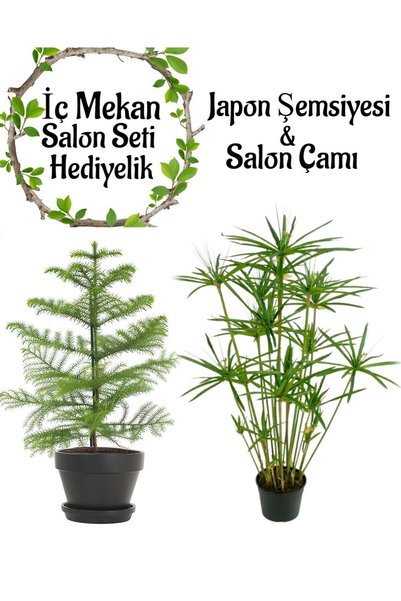 Nura Botanik Japon Şemsiyesi (40-60cm)1 Adet Saksılı+Salon Çamı(30-40)Cm 1 Adet Saksılı