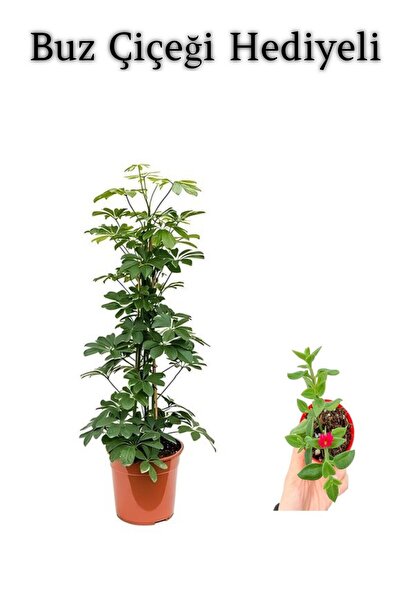 Nura Botanik Hediyelik Yeşil Şeflera Bitkisi Sevgililer Gününe Özel BUZ ÇİÇEĞ...