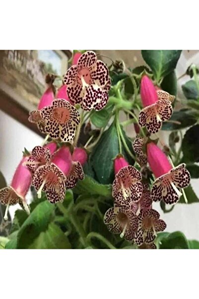 Mutlu Paket N3 Kohleria Japon Küpelisi Çiçeği Fidesi (Mini Potta)