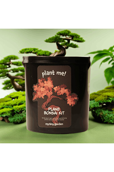 - Çınar Bonsai Yetiştirme Kiti