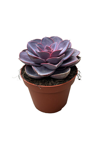 Betonish Echeveria Gibbiflora 'Purple Pearl' (Sukulent)