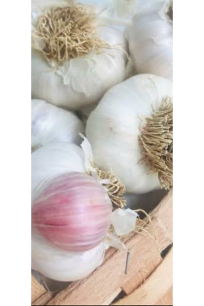 BATTON Taşköprü sarımsağı orta 1kg Kastamonu 2025 yeni