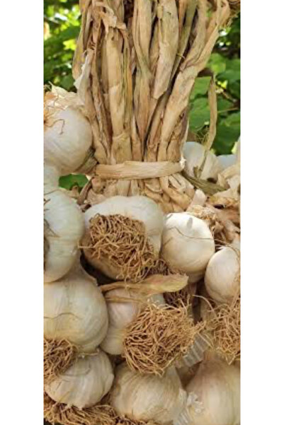 BATTON Taşköprü sarımsağı orta 1kg Kastamonu 2025 yeni