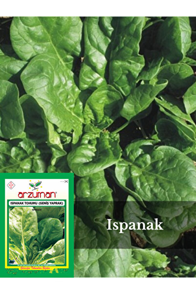 Arzuman Tohum Ispanak Tohumu (Geniş Yaprak) 10gr