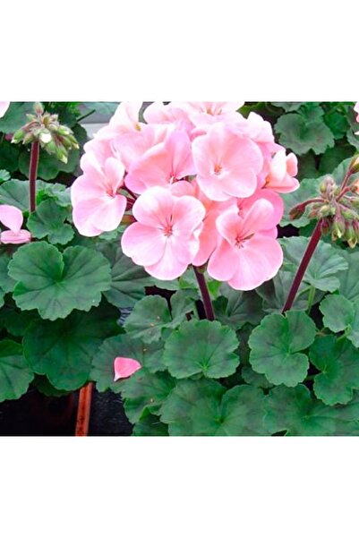 zarif çiçek Sardunya Çiçeği Fidanı Kırmızı 10-20 cm