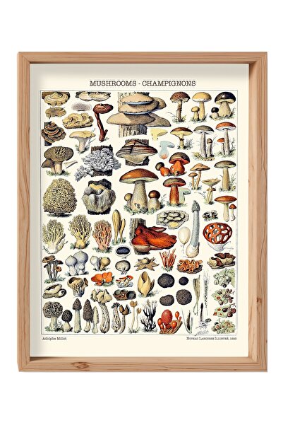 Mantarlar, 1923 Ahşap Tablo Çerçeveli Ev Mutfak Cafe Ofis Dekorasyon Duvar Poster