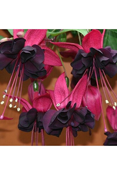 Bilgarden Nadir Fuchusia Blacky Siyah Küpe Çiçeği Fidesi (1 Fide)