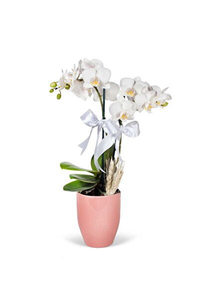 Nemabahçe Midi Orkide - Pembe Lily Beyaz Orkide