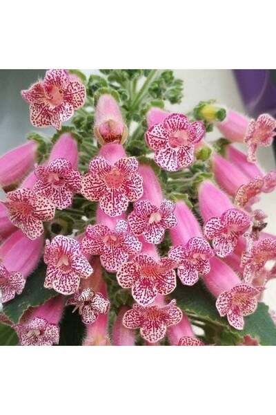 AnamurNaturel Özel Leah Kohleria Japon Küpelisi Çiçeği Fidesi (Mini Saksıda)