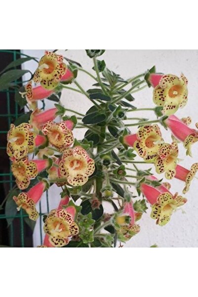 AnamurNaturel Özel Belinda Kohleria Japon Küpelisi Çiçeği Fidesi (Mini Saksıda)