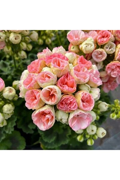 AnamurNaturel Rosebud Astrit Gül  Sardunya Çiçeği Fidesi 1 Adet