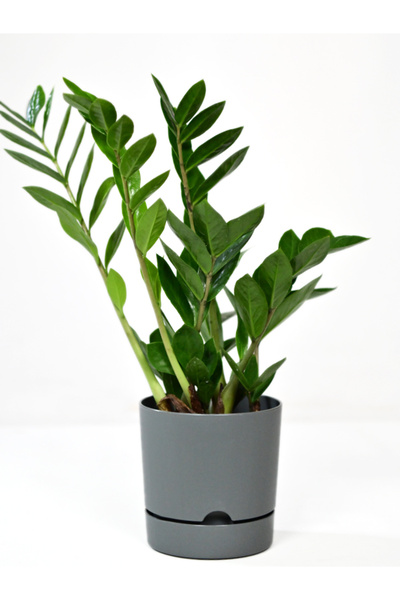 1 Piece Begonia Design Anthracite Colored 1.8 Lt Special Coaster Pot (LEOFLOWERS PRODUCT) 51