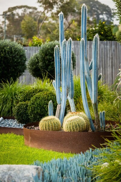 Berceste Peyzaj tasarım Echinocactus Altın Fıçı Kaktüs