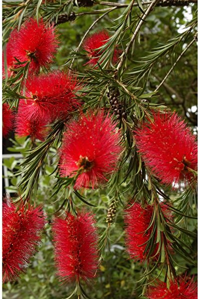 FİDANKÖY Fırça Çalısı Saksılı 4/5 Yaş