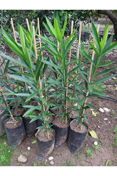 taşkar peyzaj Videolu Pembe Zakkum (40 60 Cm)1 Adet Saksılı/ Tüplü Dış Mekan Bitkisi Nerium Oleander