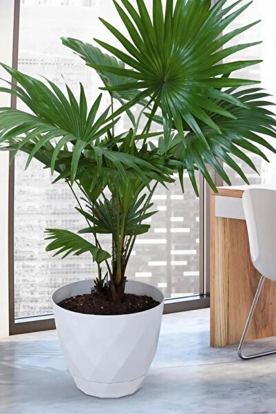 TEMMUZ HOME 4,8 Litre Prizma Desenli Tabaklı Plastik Saksı Yakamoz No4 22cm 9...
