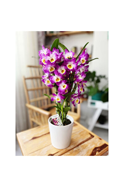 TroyaLab Mor Bambu Orkide ile Her Anınıza Zarif Romantizm Katın