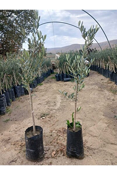 AnkaBahçe HAKİKİ GEMLİK TRİLYE CİNSİ ZEYTİN FİDANI