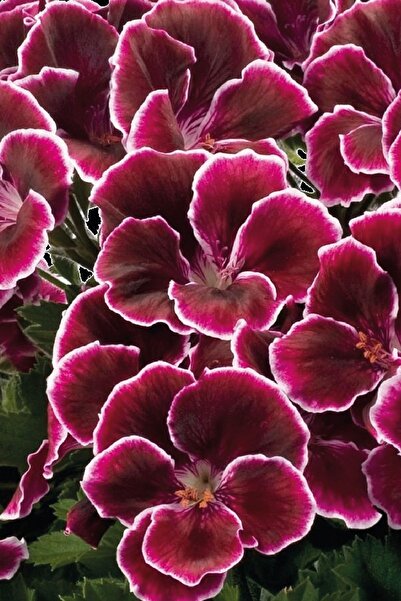 Gardina Ceylan Gözü Sardunya Çiçeği Fidesi Black Beauty ( Canan Sardunya P. Grandiflorum ) 1 Adet