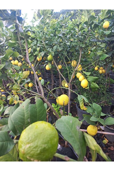 Limon1 5 kg yediveren cinsi limon