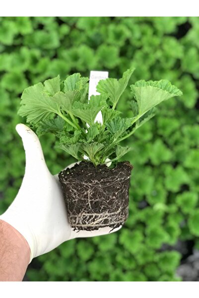 Gardina Ceylan Gözü Sardunya Çiçeği Fidesi Black Beauty ( Canan Sardunya P. Grandiflorum ) 1 Adet