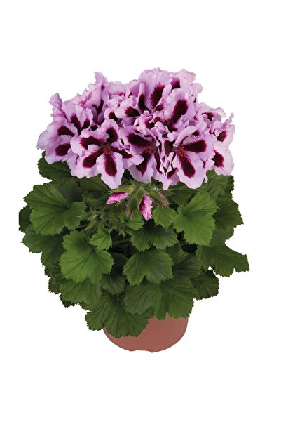 Gardina Ceylan Gözü Sardunya Çiçeği Fidesi ( Canan Sardunya P. Grandiflorum ) Purple Stripes 1 Adet