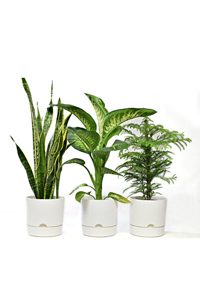 leogarden 3 Lü Kombin Begonya 3,3 Lt 3 Adet Saksı Ağız Çapı 18cm Yükseklik 17.5 Cm Ölçülere Dikkat Lütfen