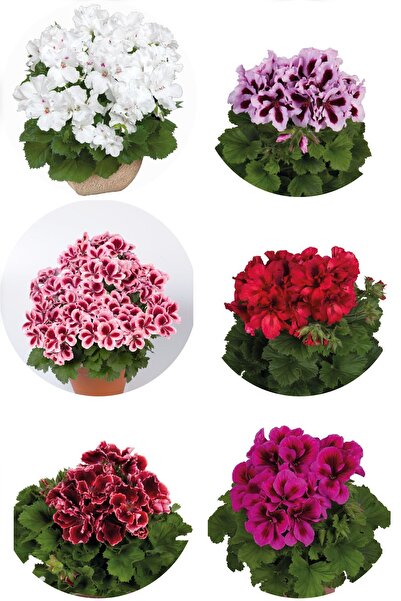 Gardina Ceylan Canan Sardunya Fidesi Karışık Renk 4 Adet