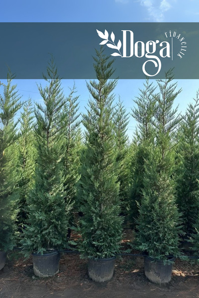 DOĞA FİDANCILIK Leylandi Çam Ağacı Fidanı 5 Yaş 150 Cm Boy Saksılı