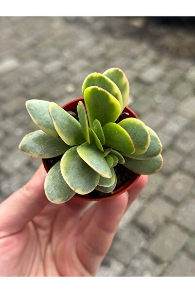 SukuLand Crassula Platyphylla Variegata koleksiyonluk özel tür sukulent 5,5cm...