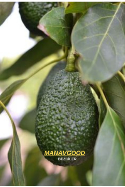 MANAVGOOD Avokado Yerli 30 Adet (4-4,5 Kg)