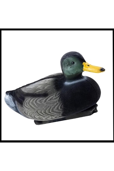 Uygunayakala Uyguna-Yakala Büyük Erkek - Yüzen Mühre Yeşil Baş Ördek Mühresi ...