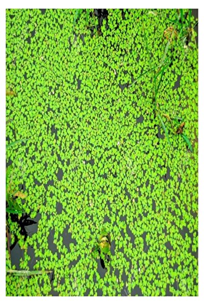 Genel Markalar Su Mercimeği 10X10