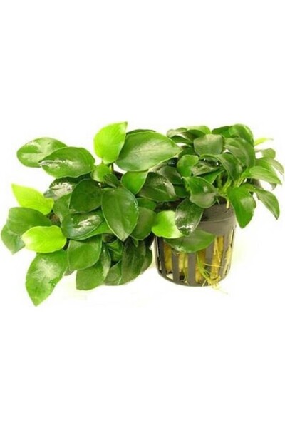 Genel Markalar Akvaryum Bitkileri Anubias Nana 5-6 Yapraklı Kök Canlı Bitki