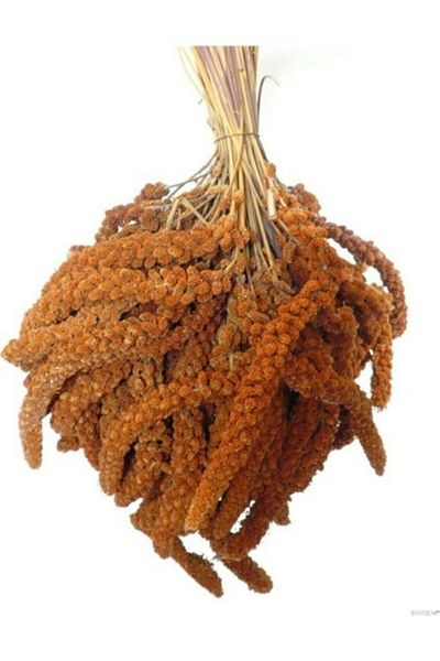 forlifeavm Natural Red Branch Millet Protein Container Organic Bird Food 1 kg