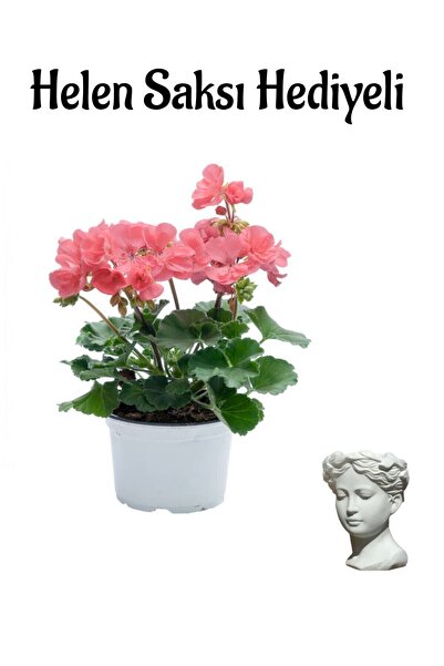 Bitkim Sende Hediyelik Açık Pembe Sardunya Çiçeği Sevgililer Gününe Özel Hele...