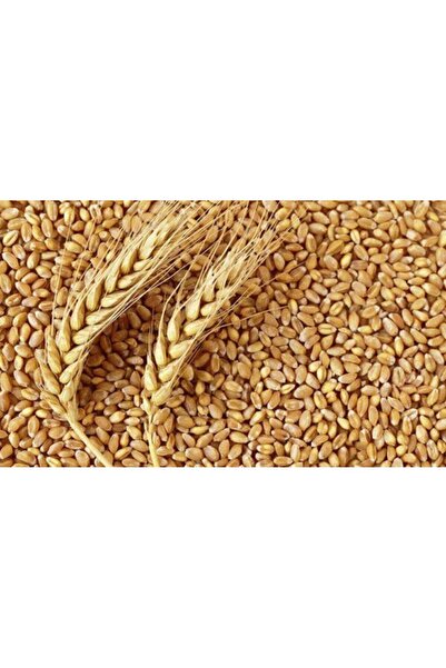 TUNGAŞ Yemlik buğday, Tavuk Yemi ( Tungaş) 25KG